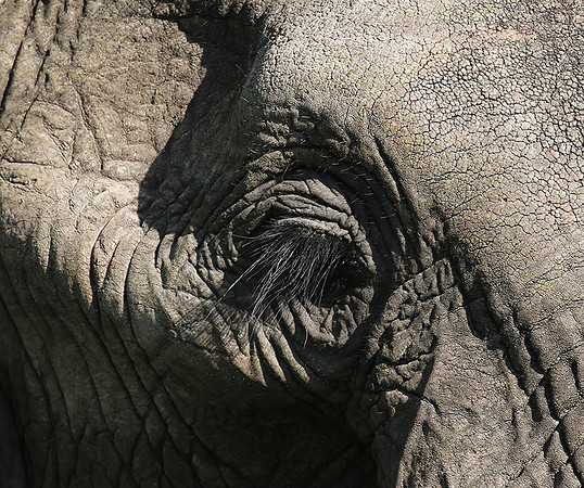 Sabi Sand