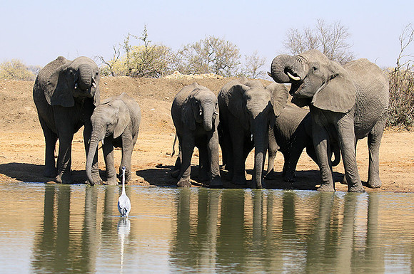 At Timbavati game reserve