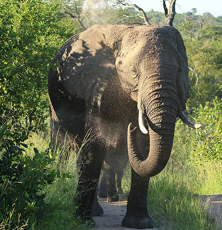Londolozi Game Reserve