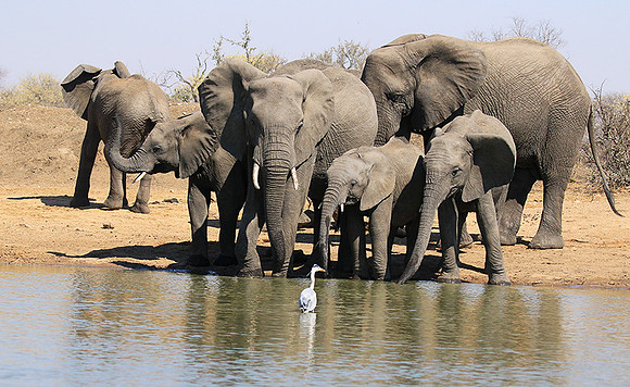 At Timbavati game reserve