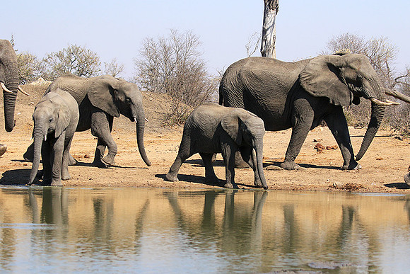 At Timbavati game reserve