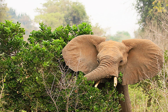 At Kruger NP