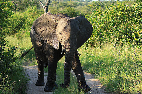 Londolozi Game Reserve
