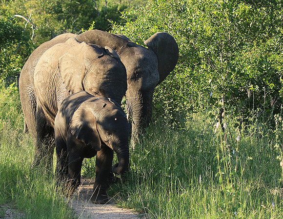 Londolozi Game Reserve
