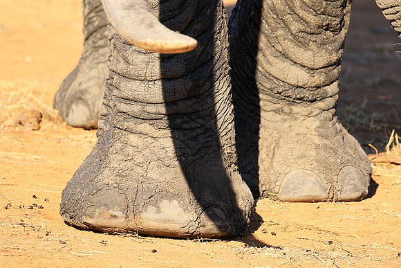 At Timbavati game reserve