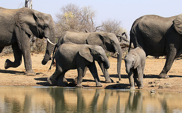 At Timbavati game reserve