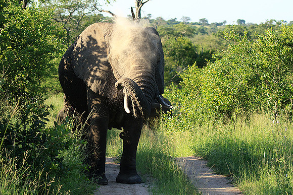 At Londolozi game reserve