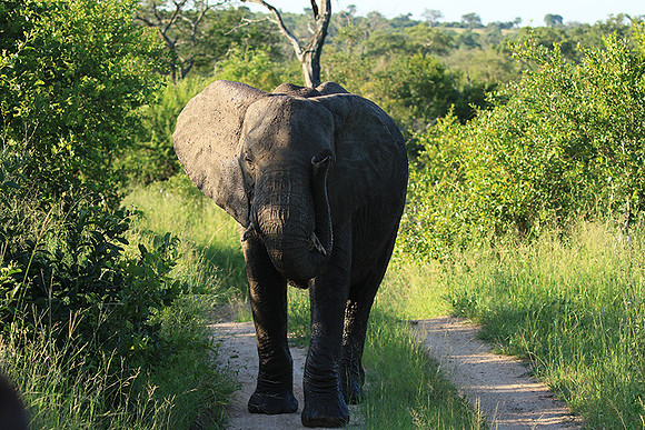 Londolozi Game Reserve