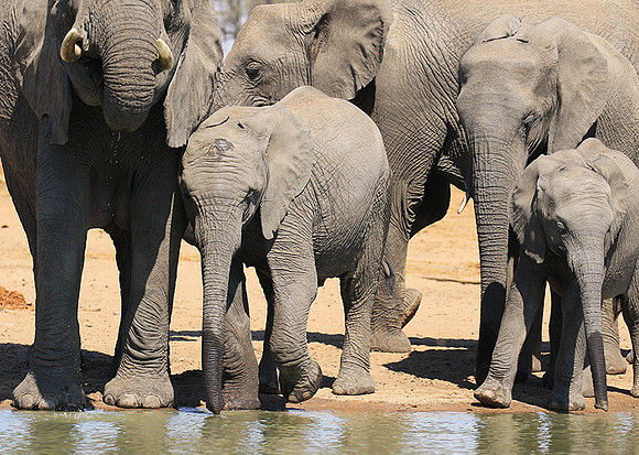 At Timbavati game reserve