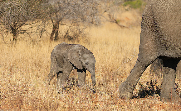 At Timbavati game reserve