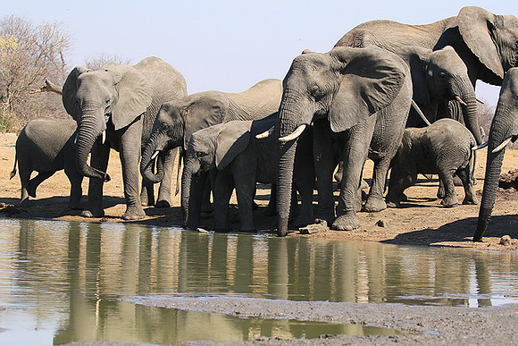 At Timbavati game reserve