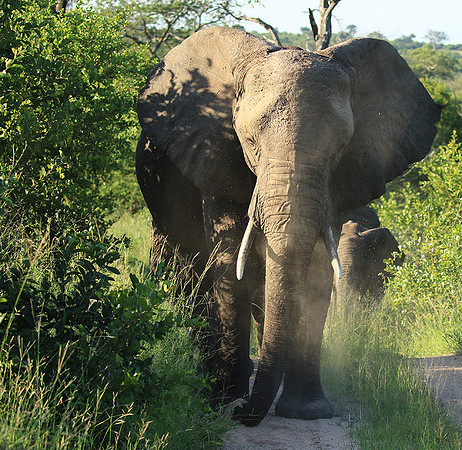 Londolozi Game Reserve