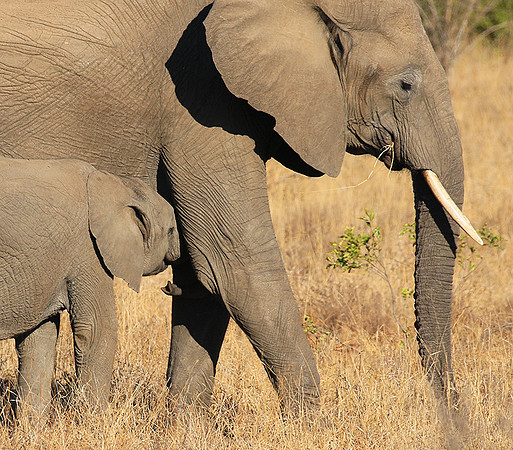 At Timbavati game reserve