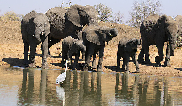 At Timbavati game reserve