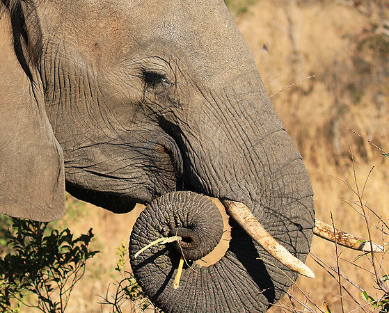At Timbavati game reserve