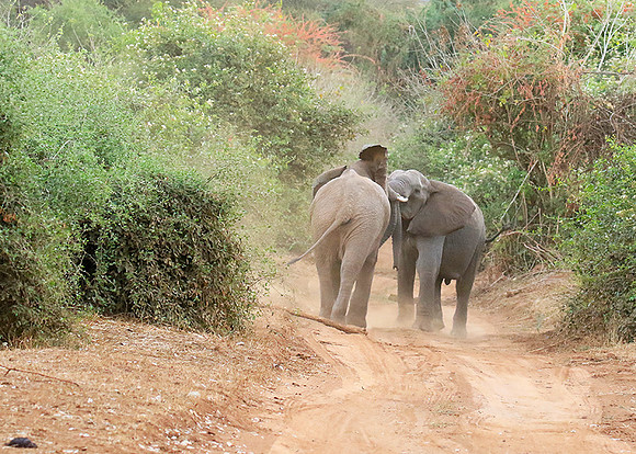 At Kruger NP