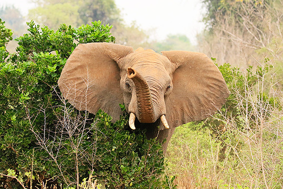 At Kruger NP