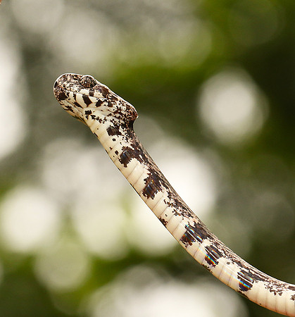Mottled snail eater