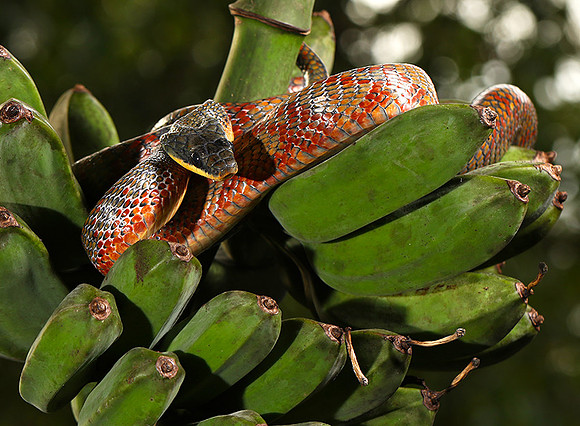 Bird eater snake