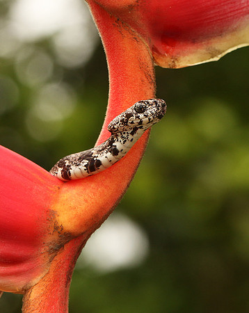 Mottled snail eater
