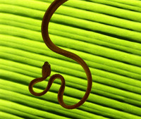 Plain blunt headed tree snake