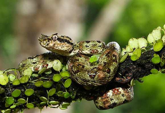 Eyelash palm pitviper
