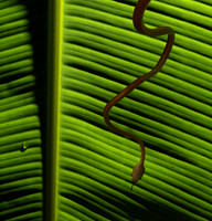 Plain blunt headed tree snake