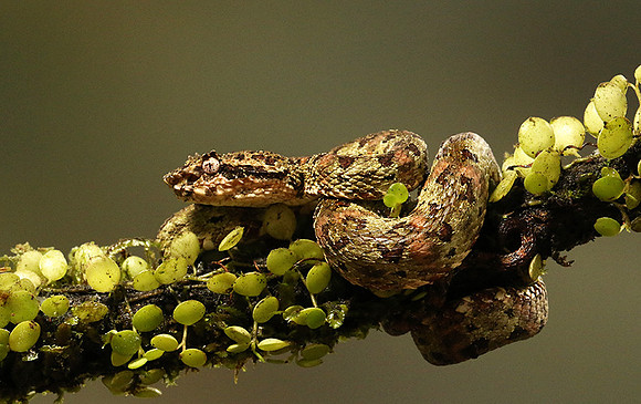 Eyelash palm pitviper