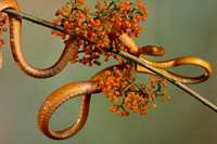 Plain blunt headed tree snake