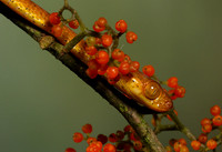 Plain blunt headed tree snake
