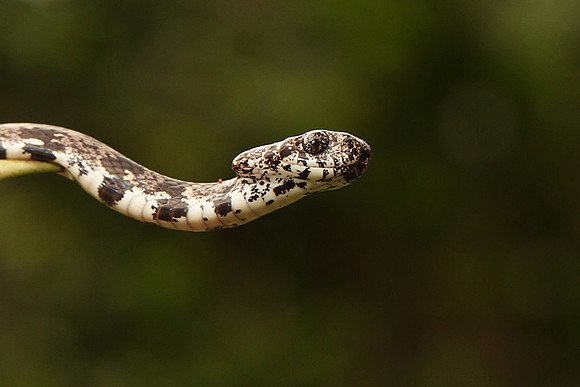 Mottled snail eater