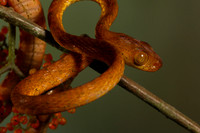 Plain blunt headed tree snake