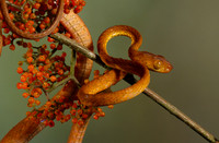 Plain blunt headed tree snake