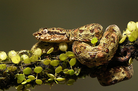 Eyelash palm pitviper