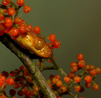 Plain blunt headed tree snake