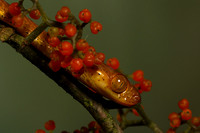 Plain blunt headed tree snake