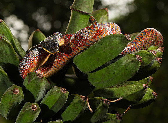 Bird eater snake