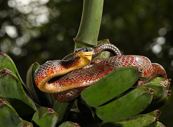 Bird eater snake
