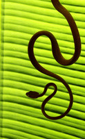 Plain blunt headed tree snake