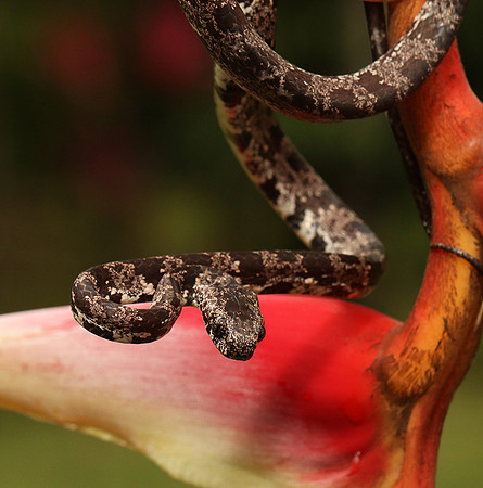 Mottled snail eater