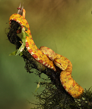 Eyelash palm pitviper