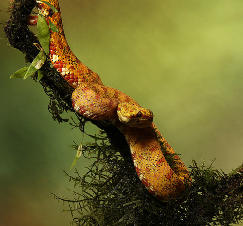 Eyelash palm pitviper