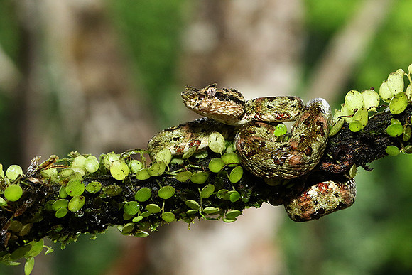 Eyelash palm-pitviper