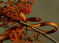 Plain blunt headed tree snake