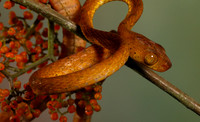 Plain blunt headed tree snake