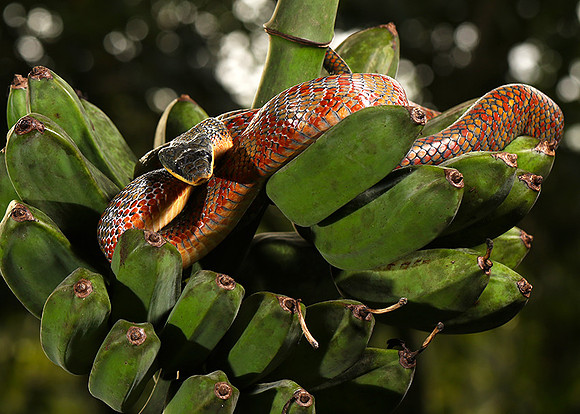 Bird eater snake