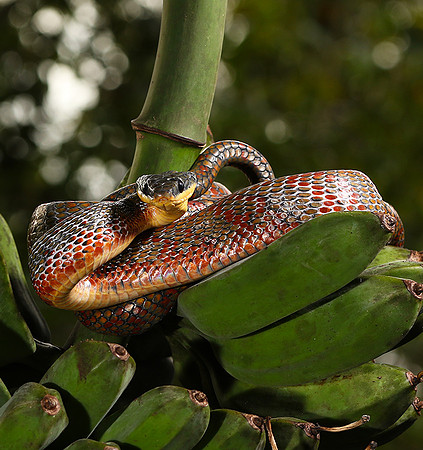 Bird eater snake