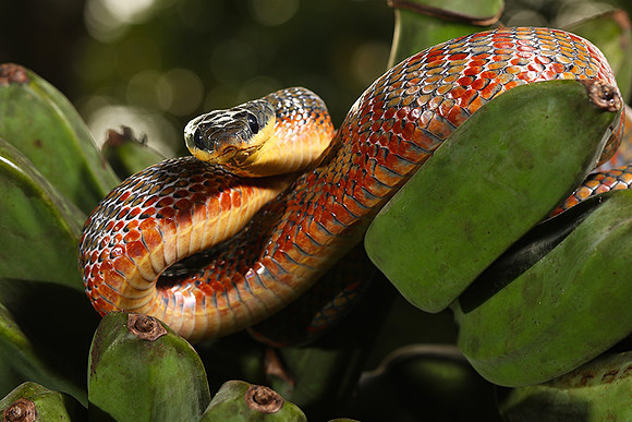 Bird eater snake