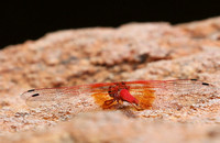 Meru NP