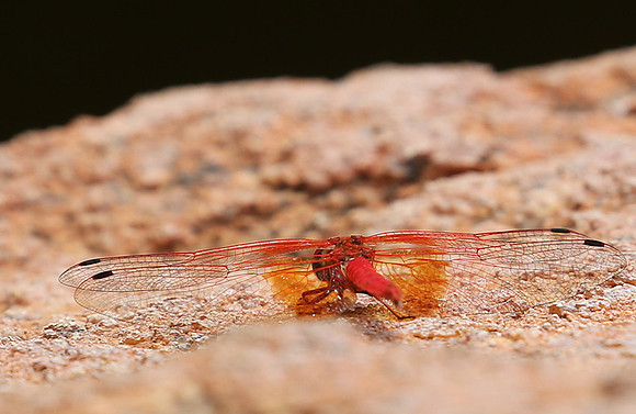 Meru NP